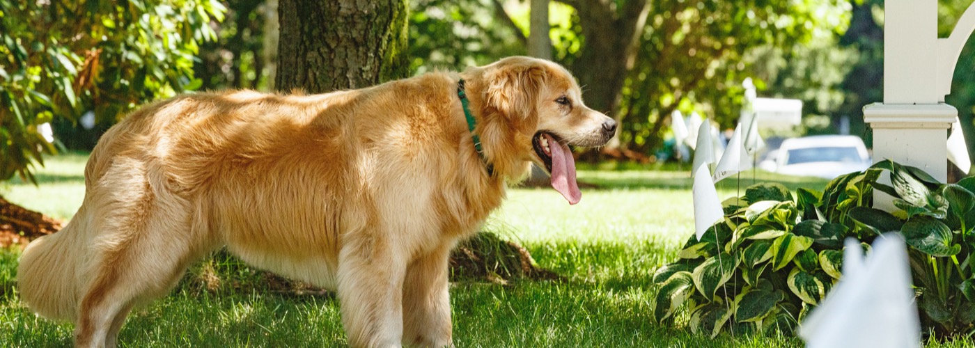 DogWatch by Heartland Pet Resort, Spencer, Iowa | Outdoor Hidden Dog Fences Slider Image