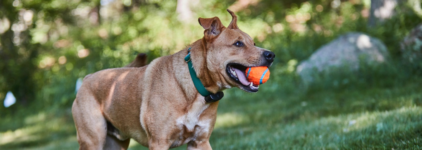 DogWatch by Heartland Pet Resort, Spencer, Iowa | ProFenceX Slider Image